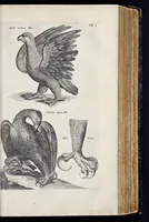 An illustration from I. Jonstons Naeukeurige beschryving van de natuur der vier-voetige dieren, vissen en bloedlooze water-dieren, vogelen, kronkel-dieren, slangen en draken (1660)
