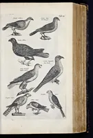 Picture 20 of 39 from I. Jonstons Naeukeurige beschryving van de natuur der vier-voetige dieren, vissen en bloedlooze water-dieren, vogelen, kronkel-dieren, slangen en draken (1660), leaf 402