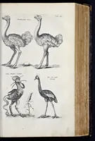 Picture 21 of 39 from I. Jonstons Naeukeurige beschryving van de natuur der vier-voetige dieren, vissen en bloedlooze water-dieren, vogelen, kronkel-dieren, slangen en draken (1660), leaf 448