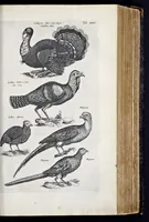Picture 22 of 39 from I. Jonstons Naeukeurige beschryving van de natuur der vier-voetige dieren, vissen en bloedlooze water-dieren, vogelen, kronkel-dieren, slangen en draken (1660), leaf 456