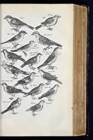 Picture 23 of 39 from I. Jonstons Naeukeurige beschryving van de natuur der vier-voetige dieren, vissen en bloedlooze water-dieren, vogelen, kronkel-dieren, slangen en draken (1660), leaf 506