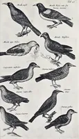 Picture 24 of 39 from I. Jonstons Naeukeurige beschryving van de natuur der vier-voetige dieren, vissen en bloedlooze water-dieren, vogelen, kronkel-dieren, slangen en draken (1660), leaf 522
