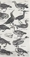 Picture 25 of 39 from I. Jonstons Naeukeurige beschryving van de natuur der vier-voetige dieren, vissen en bloedlooze water-dieren, vogelen, kronkel-dieren, slangen en draken (1660), leaf 562