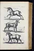 An illustration from I. Jonstons Naeukeurige beschryving van de natuur der vier-voetige dieren, vissen en bloedlooze water-dieren, vogelen, kronkel-dieren, slangen en draken (1660)
