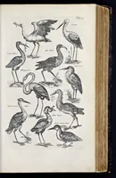 Picture 26 of 39 from I. Jonstons Naeukeurige beschryving van de natuur der vier-voetige dieren, vissen en bloedlooze water-dieren, vogelen, kronkel-dieren, slangen en draken (1660), leaf 580