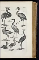 Picture 27 of 39 from I. Jonstons Naeukeurige beschryving van de natuur der vier-voetige dieren, vissen en bloedlooze water-dieren, vogelen, kronkel-dieren, slangen en draken (1660), leaf 604