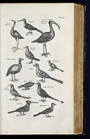 Picture 28 of 39 from I. Jonstons Naeukeurige beschryving van de natuur der vier-voetige dieren, vissen en bloedlooze water-dieren, vogelen, kronkel-dieren, slangen en draken (1660), leaf 624