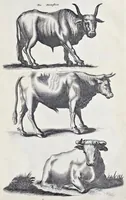 Picture 5 of 39 from I. Jonstons Naeukeurige beschryving van de natuur der vier-voetige dieren, vissen en bloedlooze water-dieren, vogelen, kronkel-dieren, slangen en draken (1660), leaf 68