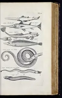 Picture 30 of 39 from I. Jonstons Naeukeurige beschryving van de natuur der vier-voetige dieren, vissen en bloedlooze water-dieren, vogelen, kronkel-dieren, slangen en draken (1660), leaf 694