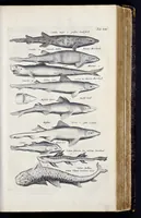 An illustration from I. Jonstons Naeukeurige beschryving van de natuur der vier-voetige dieren, vissen en bloedlooze water-dieren, vogelen, kronkel-dieren, slangen en draken (1660)