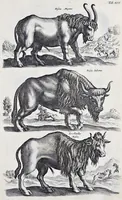 Picture 6 of 39 from I. Jonstons Naeukeurige beschryving van de natuur der vier-voetige dieren, vissen en bloedlooze water-dieren, vogelen, kronkel-dieren, slangen en draken (1660), leaf 88