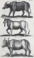 Picture 7 of 39 from I. Jonstons Naeukeurige beschryving van de natuur der vier-voetige dieren, vissen en bloedlooze water-dieren, vogelen, kronkel-dieren, slangen en draken (1660), leaf 94