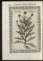 Picture 21 of 37 from Phytobasanos, sive plantarvm aliqvot historia : in qva describvntvr diversi generis plantæ veriores, ac magis facie, viribúsque respondentes antiquorum Theophrasti, Dioscoridis, Plinij, Galeni, aliorúmque delineationibus, ab alijs hucusque non animaduersæ (1592), leaf 115
