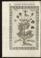 An illustration from Phytobasanos, sive plantarvm aliqvot historia : in qva describvntvr diversi generis plantæ veriores, ac magis facie, viribúsque respondentes antiquorum Theophrasti, Dioscoridis, Plinij, Galeni, aliorúmque delineationibus, ab alijs hucusque non animaduersæ (1592)
