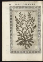 An illustration from Phytobasanos, sive plantarvm aliqvot historia : in qva describvntvr diversi generis plantæ veriores, ac magis facie, viribúsque respondentes antiquorum Theophrasti, Dioscoridis, Plinij, Galeni, aliorúmque delineationibus, ab alijs hucusque non animaduersæ (1592)