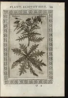 An illustration from Phytobasanos, sive plantarvm aliqvot historia : in qva describvntvr diversi generis plantæ veriores, ac magis facie, viribúsque respondentes antiquorum Theophrasti, Dioscoridis, Plinij, Galeni, aliorúmque delineationibus, ab alijs hucusque non animaduersæ (1592)
