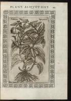 Picture 26 of 37 from Phytobasanos, sive plantarvm aliqvot historia : in qva describvntvr diversi generis plantæ veriores, ac magis facie, viribúsque respondentes antiquorum Theophrasti, Dioscoridis, Plinij, Galeni, aliorúmque delineationibus, ab alijs hucusque non animaduersæ (1592), leaf 134