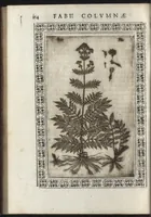An illustration from Phytobasanos, sive plantarvm aliqvot historia : in qva describvntvr diversi generis plantæ veriores, ac magis facie, viribúsque respondentes antiquorum Theophrasti, Dioscoridis, Plinij, Galeni, aliorúmque delineationibus, ab alijs hucusque non animaduersæ (1592)