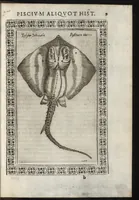 Picture 29 of 37 from Phytobasanos, sive plantarvm aliqvot historia : in qva describvntvr diversi generis plantæ veriores, ac magis facie, viribúsque respondentes antiquorum Theophrasti, Dioscoridis, Plinij, Galeni, aliorúmque delineationibus, ab alijs hucusque non animaduersæ (1592), leaf 152
