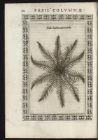 Picture 30 of 37 from Phytobasanos, sive plantarvm aliqvot historia : in qva describvntvr diversi generis plantæ veriores, ac magis facie, viribúsque respondentes antiquorum Theophrasti, Dioscoridis, Plinij, Galeni, aliorúmque delineationibus, ab alijs hucusque non animaduersæ (1592), leaf 155
