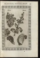 Picture 31 of 37 from Phytobasanos, sive plantarvm aliqvot historia : in qva describvntvr diversi generis plantæ veriores, ac magis facie, viribúsque respondentes antiquorum Theophrasti, Dioscoridis, Plinij, Galeni, aliorúmque delineationibus, ab alijs hucusque non animaduersæ (1592), leaf 160