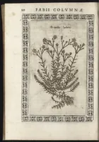 An illustration from Phytobasanos, sive plantarvm aliqvot historia : in qva describvntvr diversi generis plantæ veriores, ac magis facie, viribúsque respondentes antiquorum Theophrasti, Dioscoridis, Plinij, Galeni, aliorúmque delineationibus, ab alijs hucusque non animaduersæ (1592)