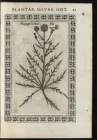Picture 33 of 37 from Phytobasanos, sive plantarvm aliqvot historia : in qva describvntvr diversi generis plantæ veriores, ac magis facie, viribúsque respondentes antiquorum Theophrasti, Dioscoridis, Plinij, Galeni, aliorúmque delineationibus, ab alijs hucusque non animaduersæ (1592), leaf 164