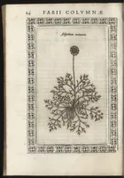 Picture 34 of 37 from Phytobasanos, sive plantarvm aliqvot historia : in qva describvntvr diversi generis plantæ veriores, ac magis facie, viribúsque respondentes antiquorum Theophrasti, Dioscoridis, Plinij, Galeni, aliorúmque delineationibus, ab alijs hucusque non animaduersæ (1592), leaf 167