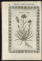 Picture 35 of 37 from Phytobasanos, sive plantarvm aliqvot historia : in qva describvntvr diversi generis plantæ veriores, ac magis facie, viribúsque respondentes antiquorum Theophrasti, Dioscoridis, Plinij, Galeni, aliorúmque delineationibus, ab alijs hucusque non animaduersæ (1592), leaf 169