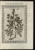 Picture 36 of 37 from Phytobasanos, sive plantarvm aliqvot historia : in qva describvntvr diversi generis plantæ veriores, ac magis facie, viribúsque respondentes antiquorum Theophrasti, Dioscoridis, Plinij, Galeni, aliorúmque delineationibus, ab alijs hucusque non animaduersæ (1592), leaf 170