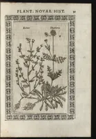 An illustration from Phytobasanos, sive plantarvm aliqvot historia : in qva describvntvr diversi generis plantæ veriores, ac magis facie, viribúsque respondentes antiquorum Theophrasti, Dioscoridis, Plinij, Galeni, aliorúmque delineationibus, ab alijs hucusque non animaduersæ (1592)