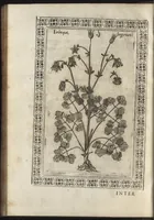An illustration from Phytobasanos, sive plantarvm aliqvot historia : in qva describvntvr diversi generis plantæ veriores, ac magis facie, viribúsque respondentes antiquorum Theophrasti, Dioscoridis, Plinij, Galeni, aliorúmque delineationibus, ab alijs hucusque non animaduersæ (1592)