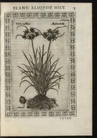 Picture 5 of 37 from Phytobasanos, sive plantarvm aliqvot historia : in qva describvntvr diversi generis plantæ veriores, ac magis facie, viribúsque respondentes antiquorum Theophrasti, Dioscoridis, Plinij, Galeni, aliorúmque delineationibus, ab alijs hucusque non animaduersæ (1592), leaf 28
