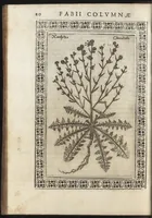 An illustration from Phytobasanos, sive plantarvm aliqvot historia : in qva describvntvr diversi generis plantæ veriores, ac magis facie, viribúsque respondentes antiquorum Theophrasti, Dioscoridis, Plinij, Galeni, aliorúmque delineationibus, ab alijs hucusque non animaduersæ (1592)