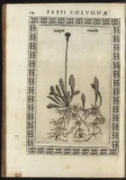 An illustration from Phytobasanos, sive plantarvm aliqvot historia : in qva describvntvr diversi generis plantæ veriores, ac magis facie, viribúsque respondentes antiquorum Theophrasti, Dioscoridis, Plinij, Galeni, aliorúmque delineationibus, ab alijs hucusque non animaduersæ (1592)