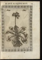 Picture 8 of 37 from Phytobasanos, sive plantarvm aliqvot historia : in qva describvntvr diversi generis plantæ veriores, ac magis facie, viribúsque respondentes antiquorum Theophrasti, Dioscoridis, Plinij, Galeni, aliorúmque delineationibus, ab alijs hucusque non animaduersæ (1592), leaf 40