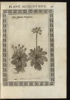Picture 9 of 37 from Phytobasanos, sive plantarvm aliqvot historia : in qva describvntvr diversi generis plantæ veriores, ac magis facie, viribúsque respondentes antiquorum Theophrasti, Dioscoridis, Plinij, Galeni, aliorúmque delineationibus, ab alijs hucusque non animaduersæ (1592), leaf 44