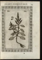 Picture 11 of 37 from Phytobasanos, sive plantarvm aliqvot historia : in qva describvntvr diversi generis plantæ veriores, ac magis facie, viribúsque respondentes antiquorum Theophrasti, Dioscoridis, Plinij, Galeni, aliorúmque delineationibus, ab alijs hucusque non animaduersæ (1592), leaf 48