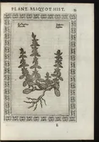 An illustration from Phytobasanos, sive plantarvm aliqvot historia : in qva describvntvr diversi generis plantæ veriores, ac magis facie, viribúsque respondentes antiquorum Theophrasti, Dioscoridis, Plinij, Galeni, aliorúmque delineationibus, ab alijs hucusque non animaduersæ (1592)