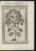 Picture 14 of 37 from Phytobasanos, sive plantarvm aliqvot historia : in qva describvntvr diversi generis plantæ veriores, ac magis facie, viribúsque respondentes antiquorum Theophrasti, Dioscoridis, Plinij, Galeni, aliorúmque delineationibus, ab alijs hucusque non animaduersæ (1592), leaf 70