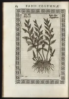 An illustration from Phytobasanos, sive plantarvm aliqvot historia : in qva describvntvr diversi generis plantæ veriores, ac magis facie, viribúsque respondentes antiquorum Theophrasti, Dioscoridis, Plinij, Galeni, aliorúmque delineationibus, ab alijs hucusque non animaduersæ (1592)