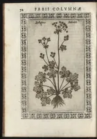 Picture 18 of 37 from Phytobasanos, sive plantarvm aliqvot historia : in qva describvntvr diversi generis plantæ veriores, ac magis facie, viribúsque respondentes antiquorum Theophrasti, Dioscoridis, Plinij, Galeni, aliorúmque delineationibus, ab alijs hucusque non animaduersæ (1592), leaf 95