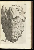 An illustration from Hesperides, siue, De malorum aureorum cultura et vsu libri quatuor (1646)