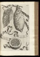 An illustration from Hesperides, siue, De malorum aureorum cultura et vsu libri quatuor (1646)