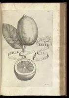 An illustration from Hesperides, siue, De malorum aureorum cultura et vsu libri quatuor (1646)