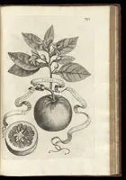 An illustration from Hesperides, siue, De malorum aureorum cultura et vsu libri quatuor (1646)