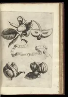 An illustration from Hesperides, siue, De malorum aureorum cultura et vsu libri quatuor (1646)