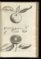 An illustration from Hesperides, siue, De malorum aureorum cultura et vsu libri quatuor (1646)
