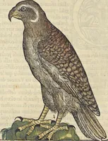 An illustration from L'histoire de la natvre des oyseavx : avec levrs descriptions, & naïfs portraicts retirez du natvrel, escrite en sept livres (1555)