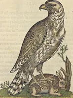 An illustration from L'histoire de la natvre des oyseavx : avec levrs descriptions, & naïfs portraicts retirez du natvrel, escrite en sept livres (1555)